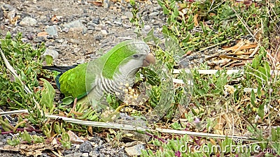 Monk Parakeet (Myiopsitta monachus) in the Canary Islands Stock Photo