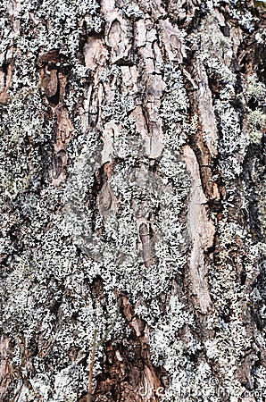 Hypogymnia physodes lichen growing on fir tree trunk Stock Photo