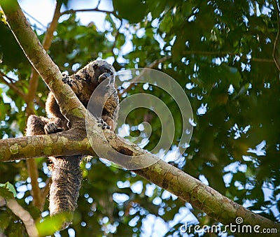 A Monk Saki Stock Photo