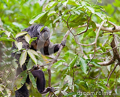 Monk Saki Stock Photo