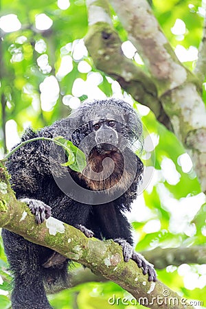 Monk Saki Monkey Stock Photo