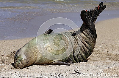 Monk Seal, Hawaii Stock Photo