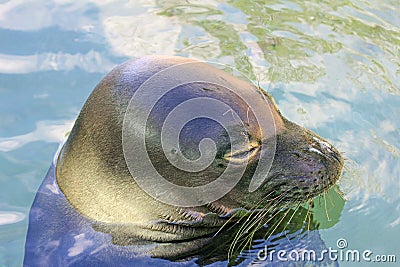 Monk Seal's head Stock Photo