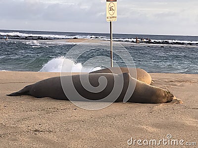 Monk Seals Beach Out Stock Photo