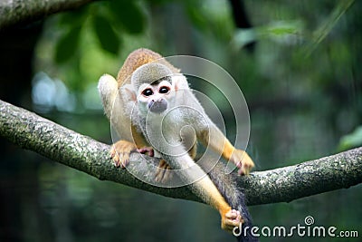 Monkey Stock Photo