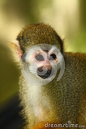 Common Squirrel Monkey Stock Photo