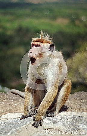 Monkey Stock Photo