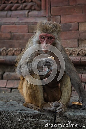 Hindu Rhesus Monkey - Kathmandu, Nepal Stock Photo