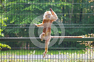 Monkey Stock Photo