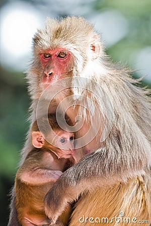 Monkey Stock Photo