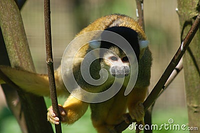 Monkey Stock Photo