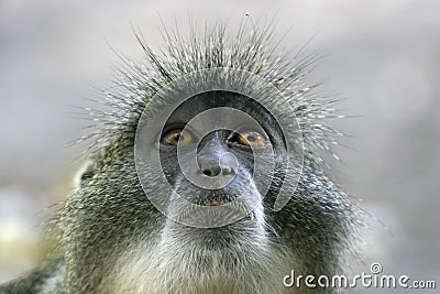 Monkey Stock Photo