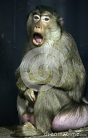 Monkey Stock Photo