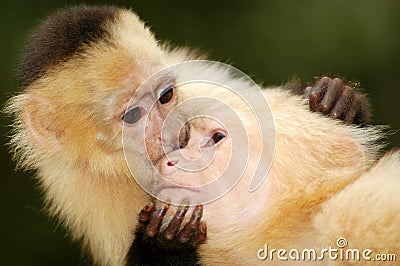 Monkey Stock Photo