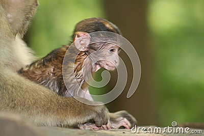 Monkey Stock Photo