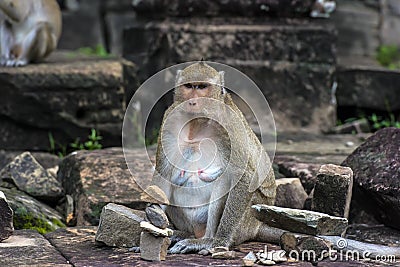 Angkor Wat monkey Stock Photo