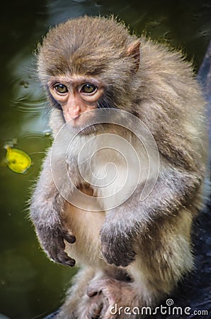 Monkey baby Stock Photo