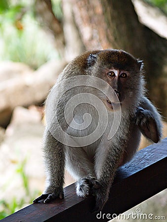 Monkey at Balcony Stock Photo