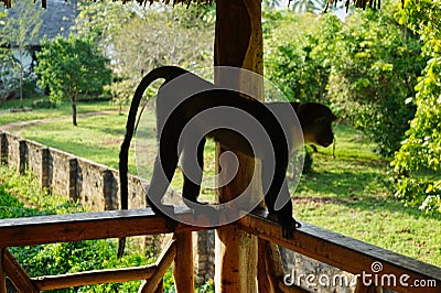a monkey on a balcony railing wood Stock Photo