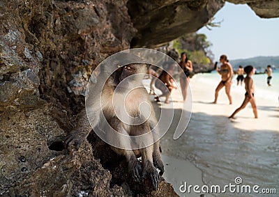 Monkey Beach Stock Photo