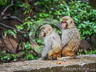 Monkey Brothers Stock Photo