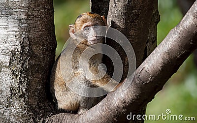 Baby Barbary Macaque Stock Photo