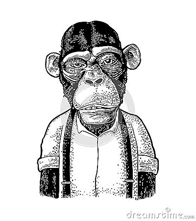 Monkey businessman in the shirt and suspender. Vintage black engraving Vector Illustration