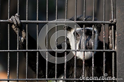 MONKEY IN CAGE Stock Photo