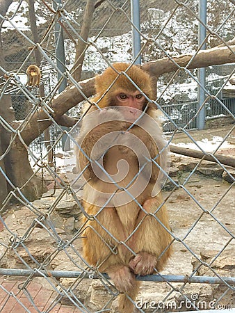 Monkey cage Stock Photo