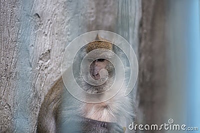 Monkey in a cage at the zoo Stock Photo