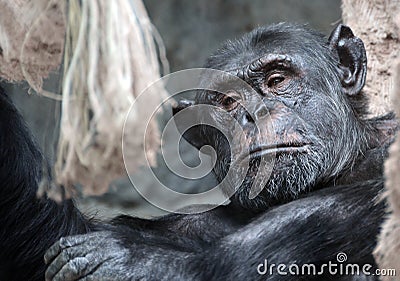 Monkey Stock Photo