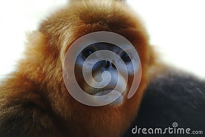 Monkey, China Stock Photo