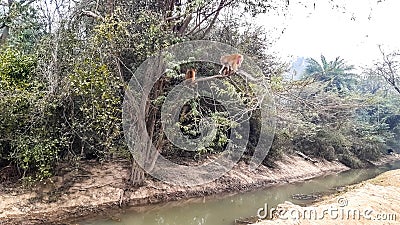 Monkey Climbed On A Tree Branch In A Forest Of India. Stock Photo