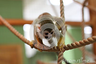 Monkey climbing a rope animal Stock Photo