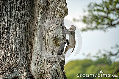 Monkey climbing tree Stock Photo