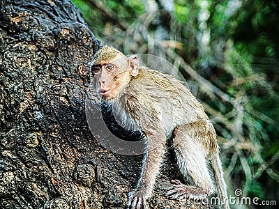 Monkey climbing tree in Thailand Stock Photo