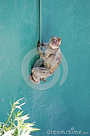 Monkey climbing wall in Gibraltar Stock Photo