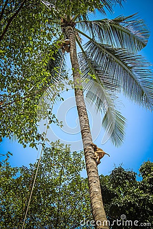 Monkey climbs on a tree to reap crop of cocoes Stock Photo