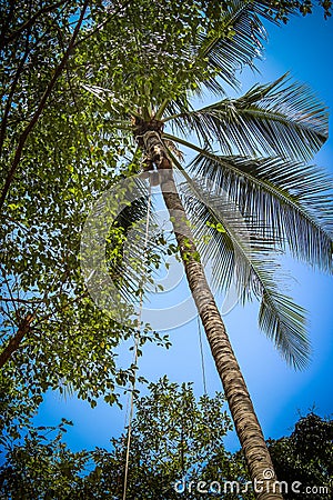 Monkey climbs on a tree to reap crop of cocoes Stock Photo