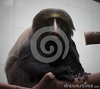 Monkey is a common name that may refer to groups or species of mammals, in part, the simians of infraorder Simiiformes Stock Photo