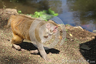 The picture of an monkey Stock Photo