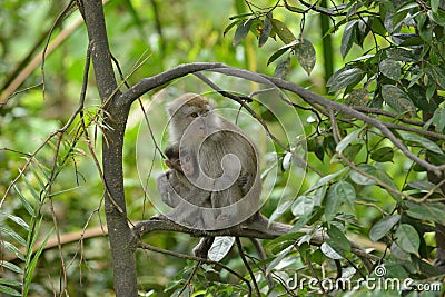 Monkey Stock Photo