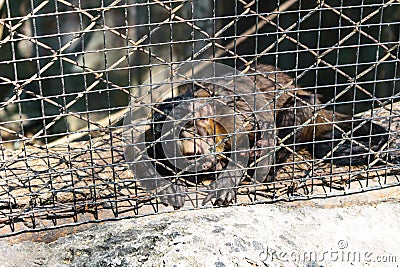 Monkey detain Stock Photo