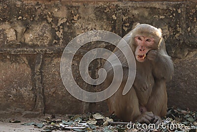 Monkey doing toothbrush Stock Photo