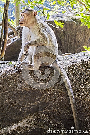 Monkey Stock Photo