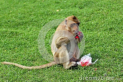 Monkey eating aerated soft drink Stock Photo