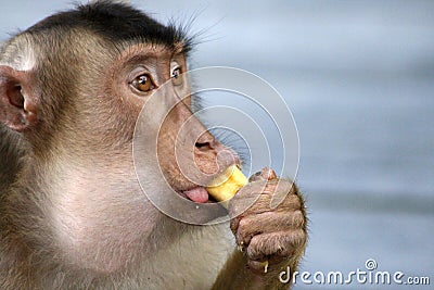 Monkey eating Banana Stock Photo