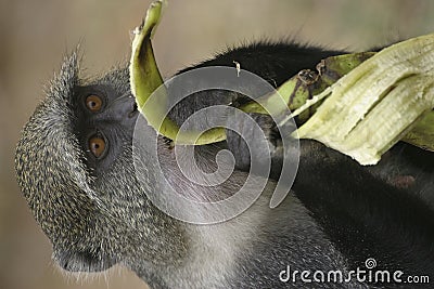 Monkey eating banana Stock Photo