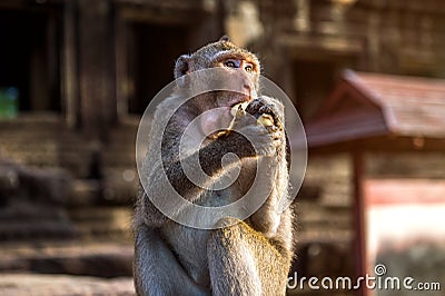 Monkey eating banana. Stock Photo