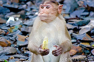 Monkey eating a banana Stock Photo